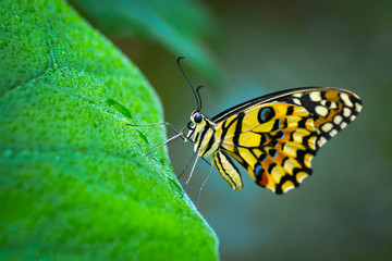 Butterfly , cute insect with multicolor colored wings sitting on green leaf on natural background. Wildlife