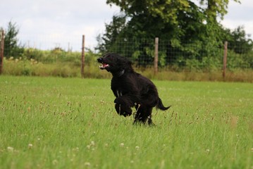 schwarzer afghanischer windhund hat spaß im garten