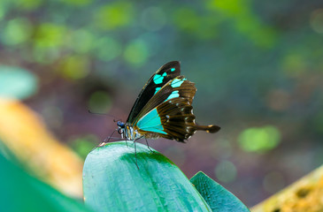 Fototapeta na wymiar Butterfly , cute insect with blue and brown colored wings sitting on green leaf on natural background. Wildlife