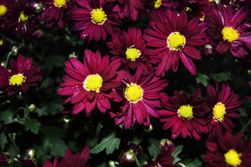 Beautiful summer specific photo. Red and yellow flowers in a close up shot.