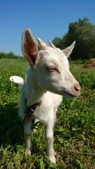 Obraz na płótnie Canvas Goat milk white Russian.