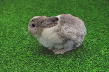 Side view of mini grey and white rabbit