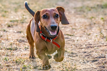 A happy dachshund dog running on meadow at summer day