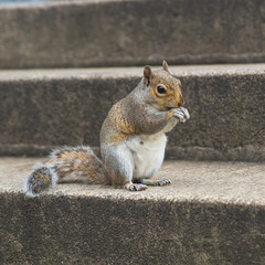Naklejka na ściany i meble Squirrel on stone staircase in the city
