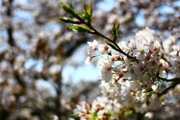 桜