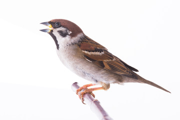 sparrow
