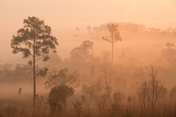 Fototapeta na wymiar Beautiful forest landscape of foggy sunrise in Thung salaeng Luang National Park, Thailand