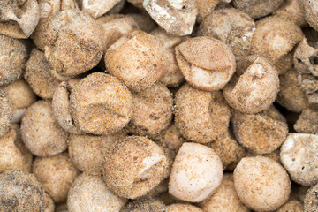 Fototapeta na wymiar dried turtle eggs with sand on the beach
