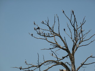 tree of birds