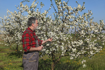 Farmer or agronomist examining blossoming cherry orchard