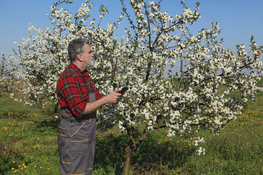 Farmer or agronomist examining blossoming cherry orchard, using tablet