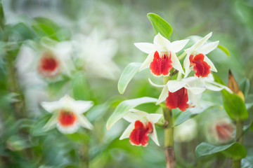 white orchids. (Dendrobrium cruentum)
