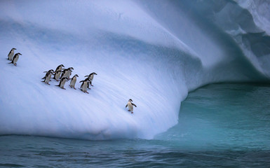 The colony of penguins approaches the water. One penguin stands on the slope of the iceberg near the water. Andreev. - obrazy, fototapety, plakaty