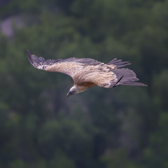 Griffon vulture flying, Drome provencale, France