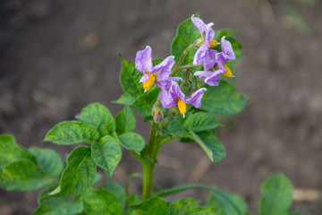 Potato blossom in the garden