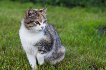 Naklejka na ściany i meble Three-colored cat in the lawn