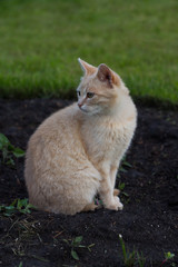 Naklejka na ściany i meble Ginger cat sits on the ground in the garden