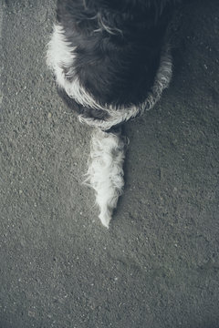 Dog tail
