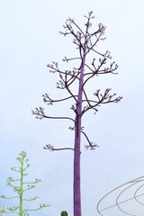 Decorative colorful trees