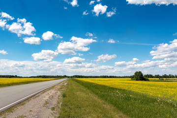 road  flowering fields under the blue sky