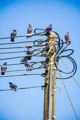 Pigeons on Electric Wire