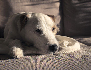 Very cute white and brown colored Parson Russell Terrier relaxing. - 163011838