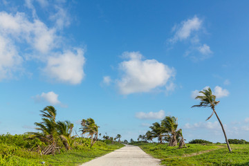 Fototapeta premium Road in jungle