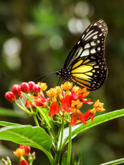 butterly on the flower