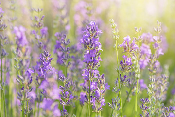 Lavender flower blooming scented field. Bright natural background with sunny reflection. 