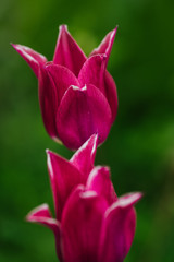 Fototapeta premium Magenta