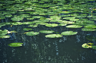 Beautiful summer season specific photograph. Water lilies/water lily blossoms that bloom in the summer and cover large parts of a lake. Beautiful green colors together with great water reflexions. - 163013274