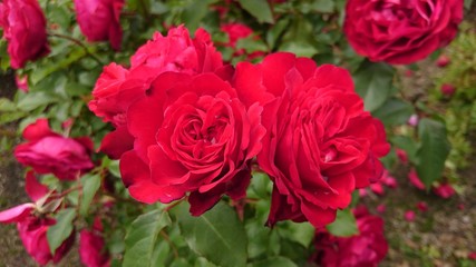 バラ
roses