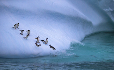 The group of penguins is rolling down the icy slope into the water. Andreev. - 163013423