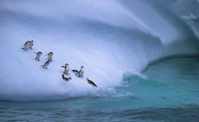 Tuinposter De groep pinguïns rolt van de ijzige helling het water in. Andreev. © stockmelnyk