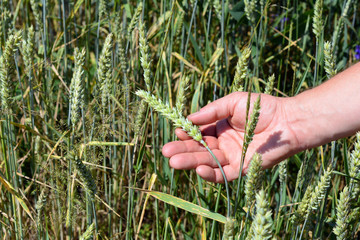 A man is touching and showing green wheat with hand in the field