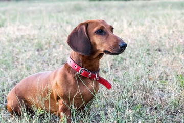 A hunting dachshund dog sitting on a glade in summer