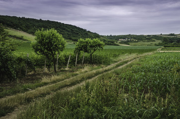 Fototapeta na wymiar Road through the farm fields on a cloudy morning