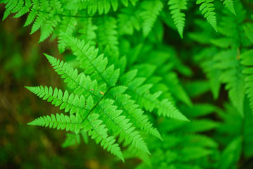 forest fern