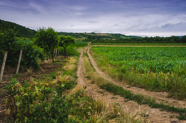 Fototapeta na wymiar Road through the farm fields on a cloudy morning