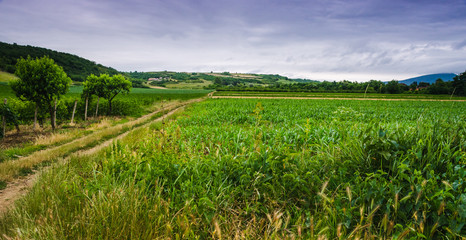 Road through the farm fields on a cloudy morning