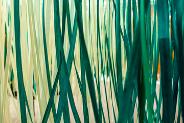  close up of  bamboo stripes