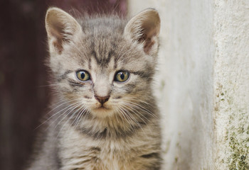 Portrait of a cute kitten