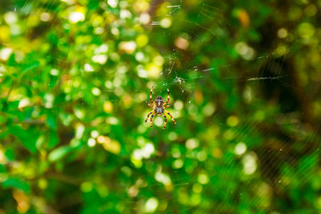 Spider Araneus and web on blackberry bush in mountain of Montenegro