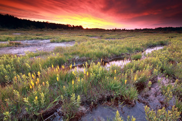 purple dramatic sunrise over  moorland with bog asphodel