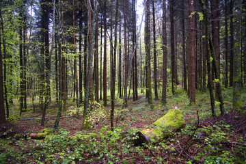 Souche de bois et forêt d'Europe