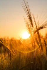 Foto op Canvas Barley Farm Field at Golden Sunset or Sunrise © Darren Baker