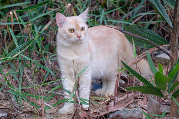 Portrait of yellow cat in the garden