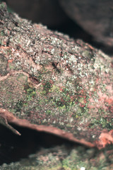 Firewood in a moss background natural texture.