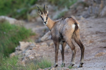 Chamois (Rupicapra rupicapra) Vosges Mountains, France  Gämsen Vogesen