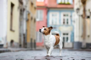 Papier Peint photo Lavable Chien jack russell terrier chien marchant dans la ville